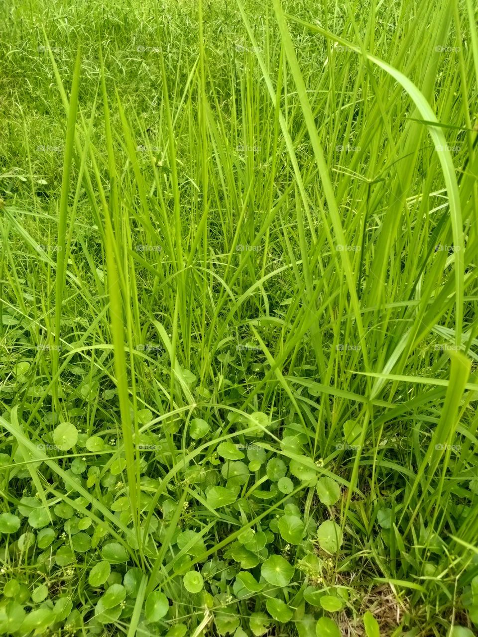 grass