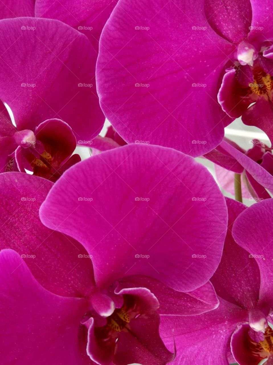 A closeup for the phalaenopsis, has a bright pink color, looks like very brilliant.