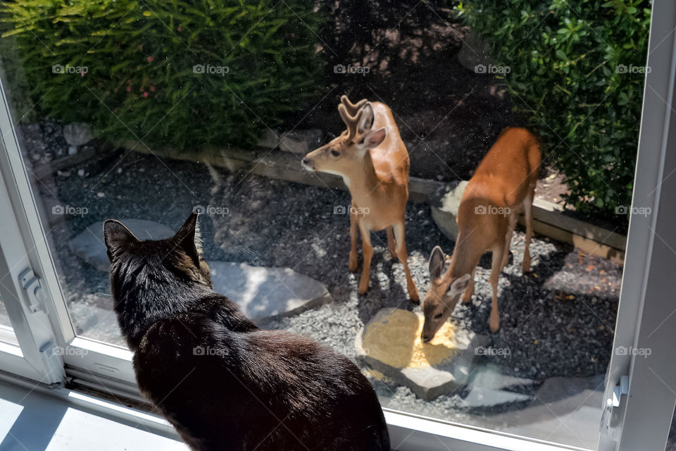 Cat watching deer from the window
