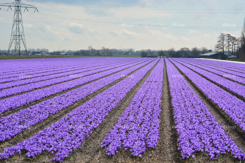 Field with crocuses