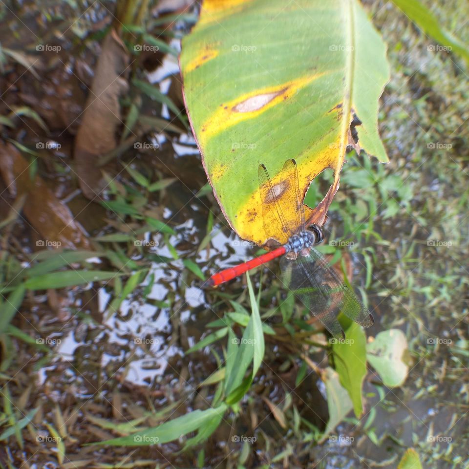 Dragonfly with a red tail perched on a leaf