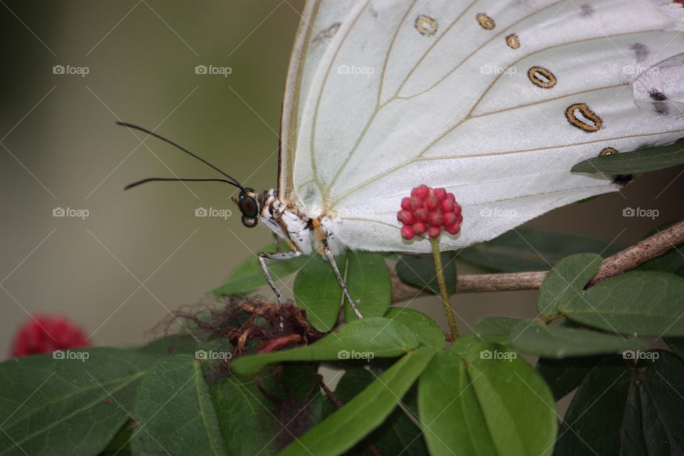 White butterfly and flower