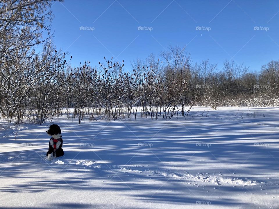 A Bernedoodle pauses in the snow.