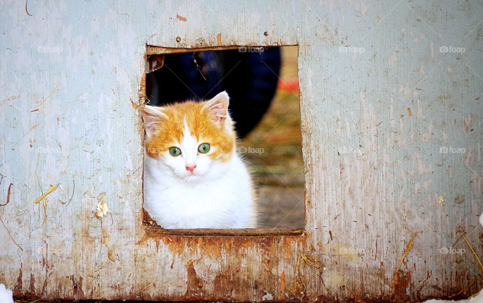 farm kitten