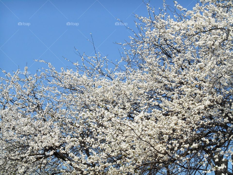 Tree, Cherry, Branch, Season, Fruit Tree