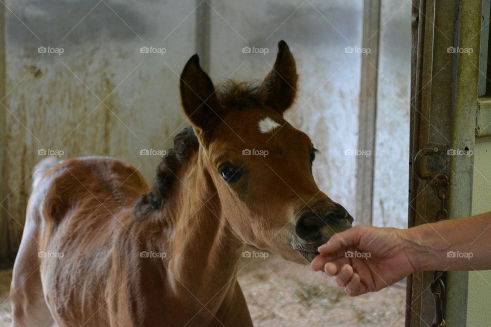 Egyptian Arabian Filly