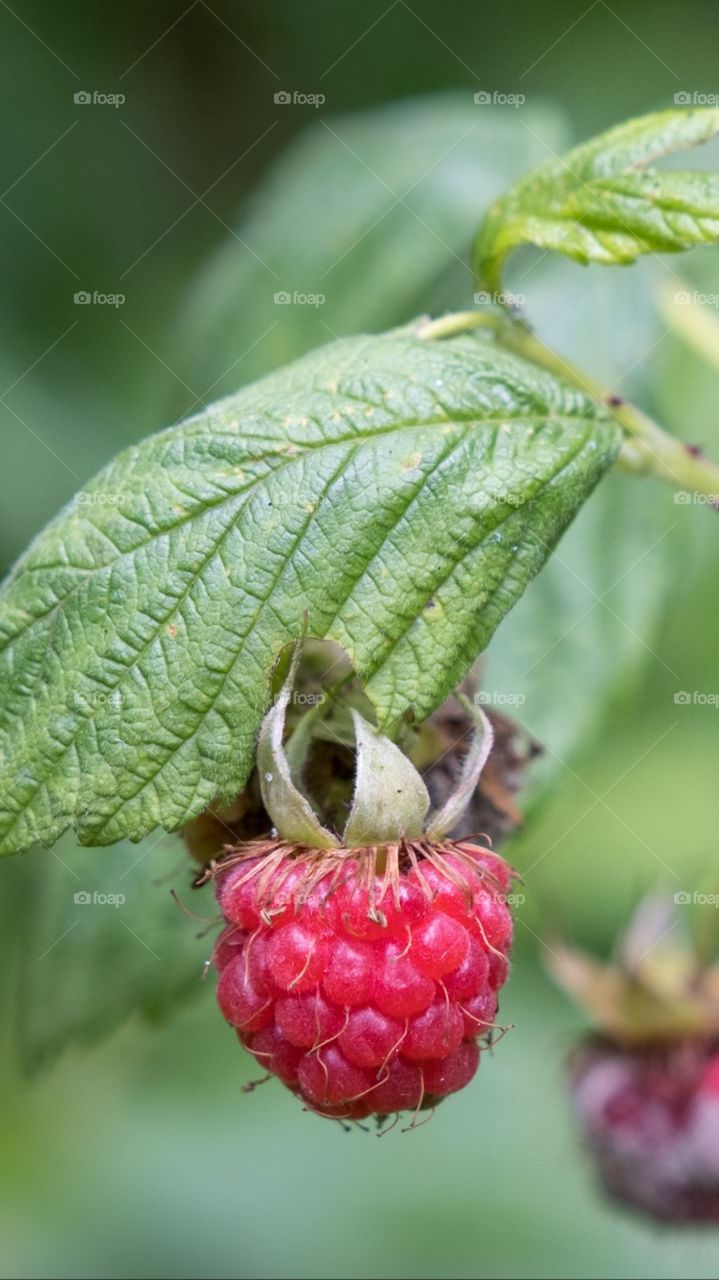 A pure Natural Strawberry
