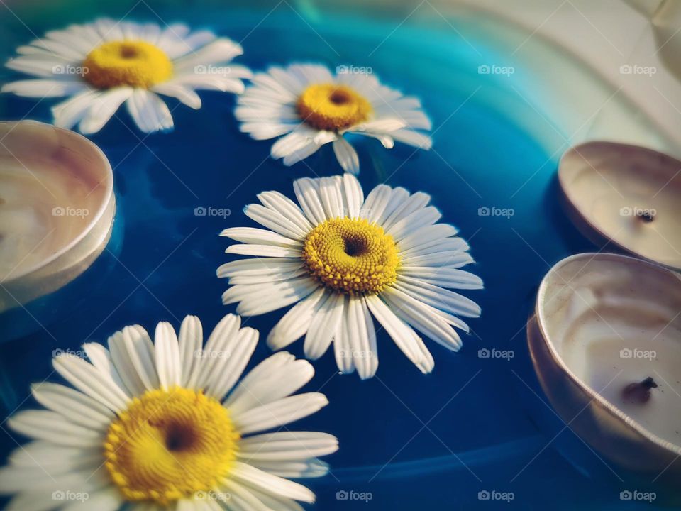 Daisy flowers and candles in blue water