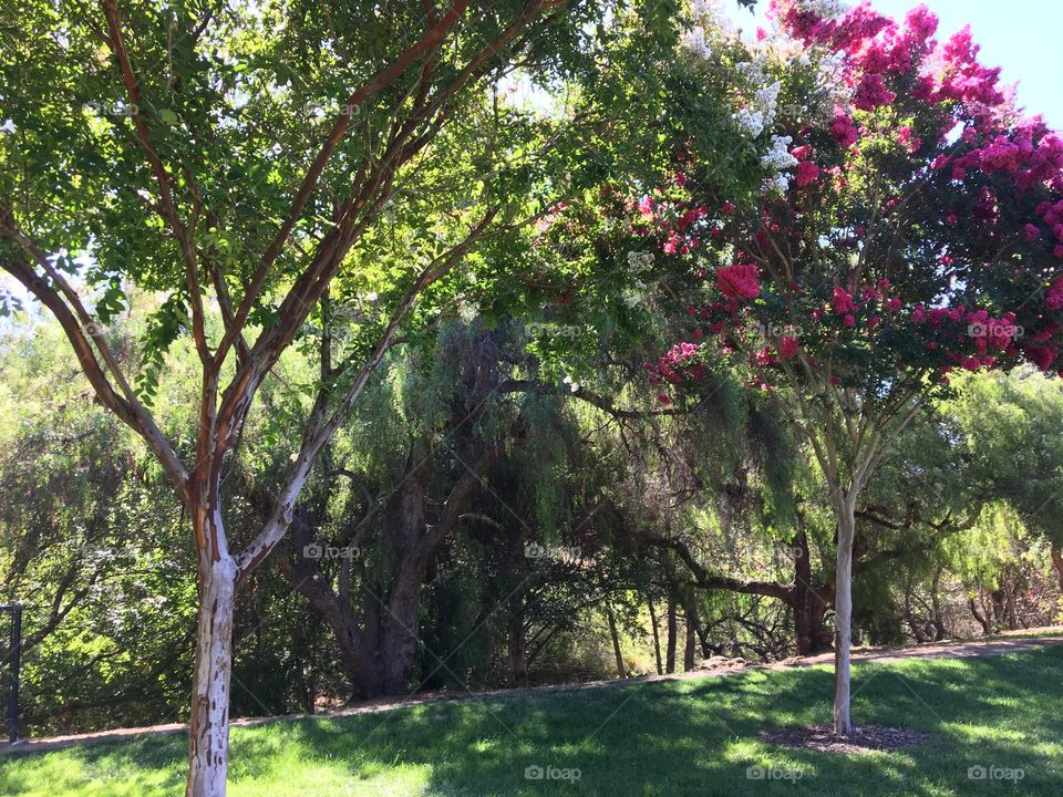 A park view of flowers and trees in bloom at the end of summer 