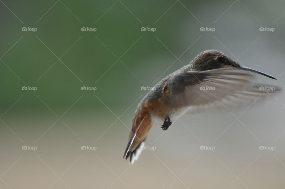 Hovering hummingbird