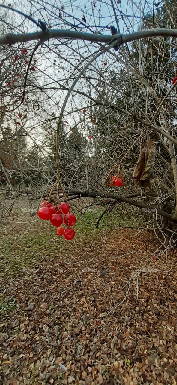 red