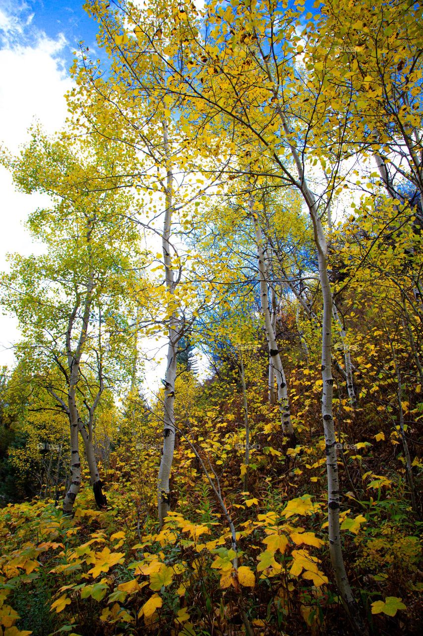 Yellow fall changing leaves surrounded by Aspen trees