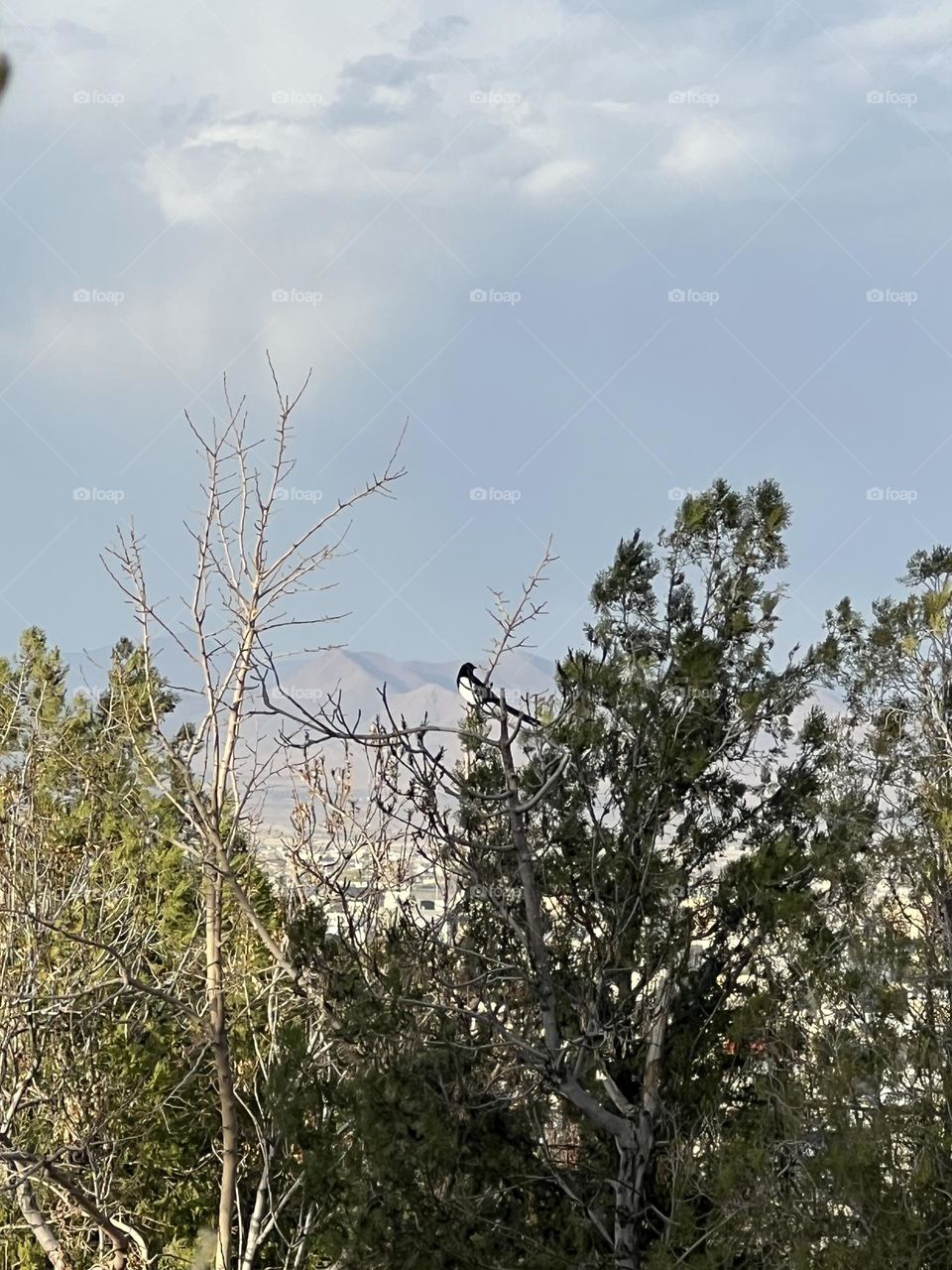 A beautiful bird in the blue sky and spring air