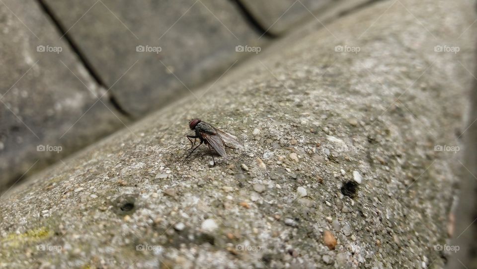 Fly on the wall