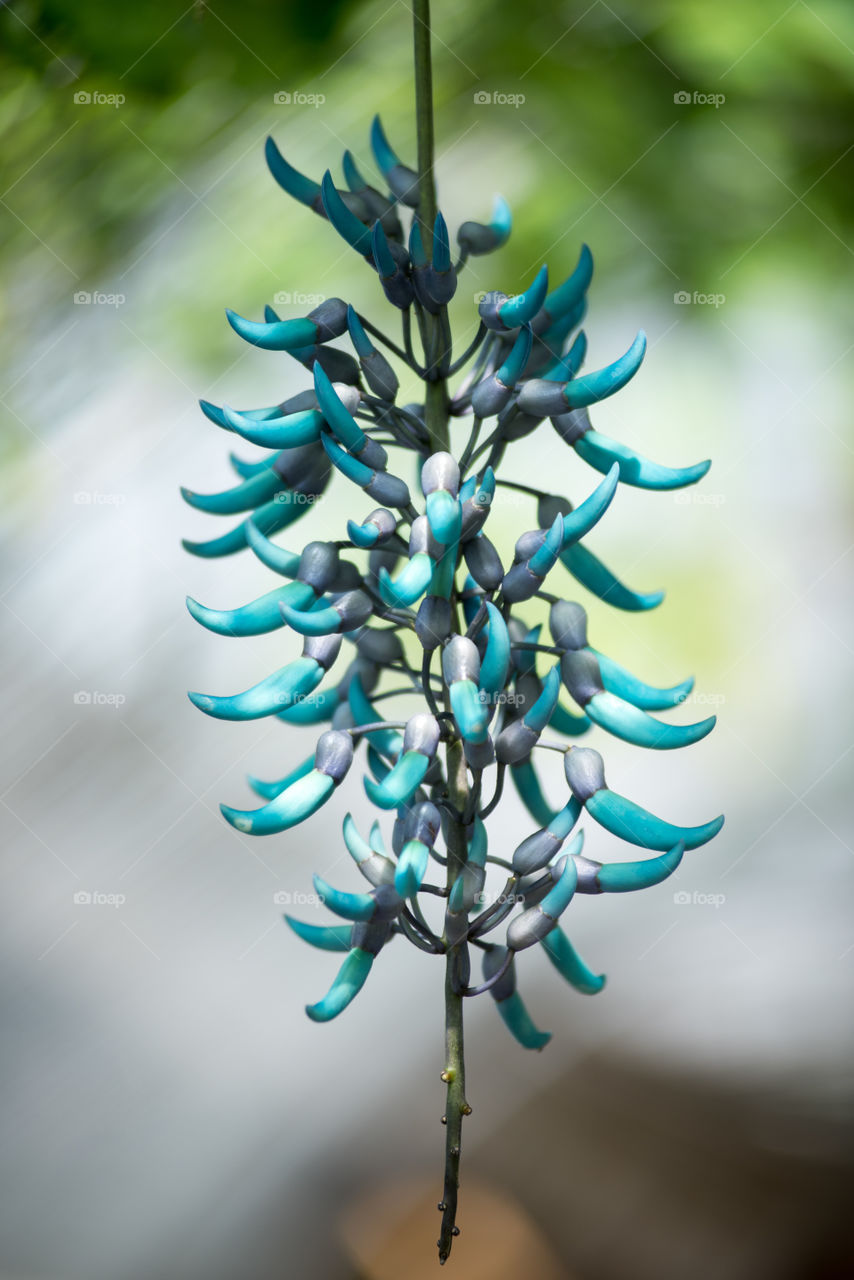 Blue chili branch