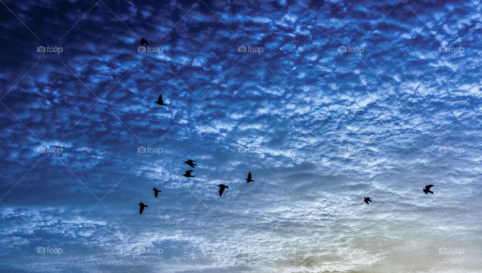 birds in the sky