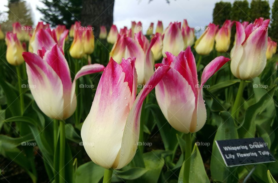 Tulip Time
