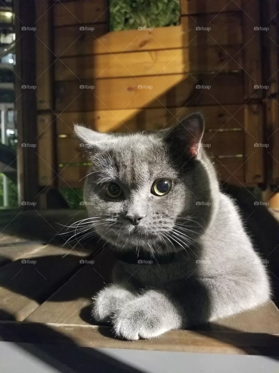 Give Me Food