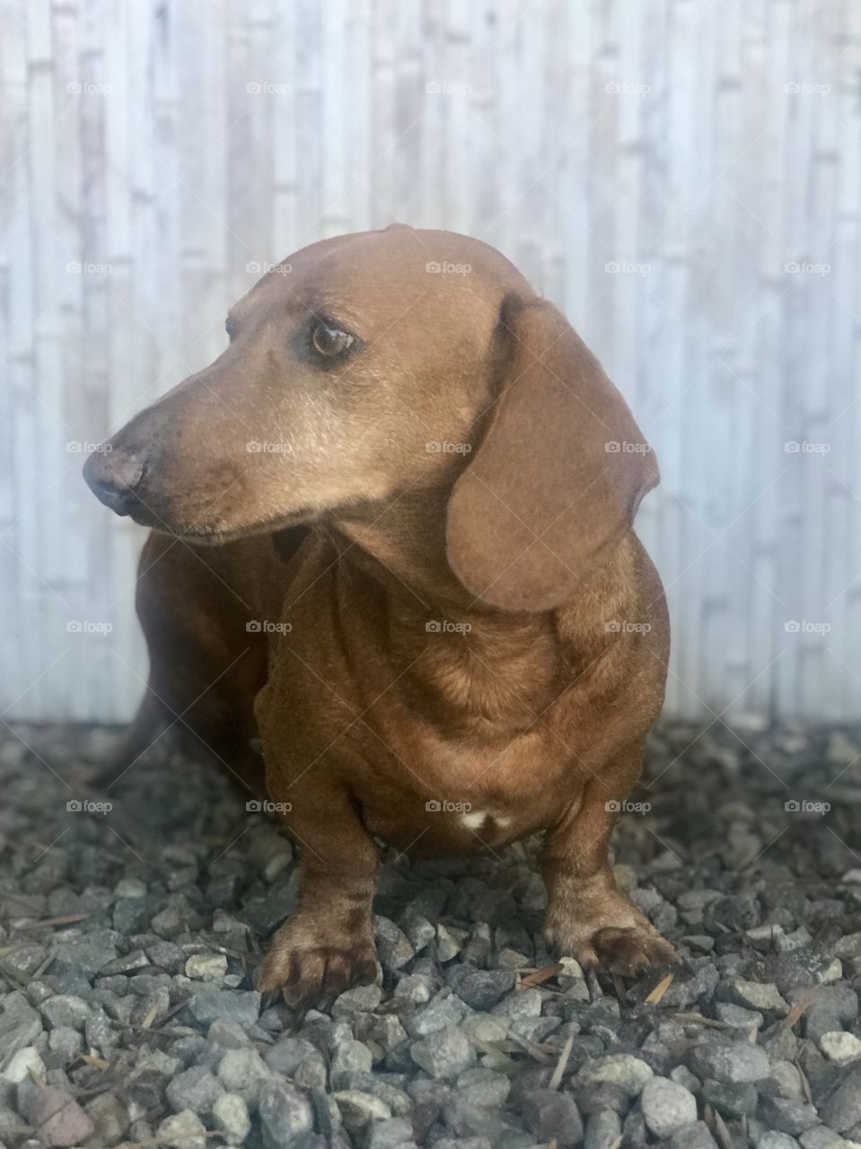 Adorable dachshund sitting on stones.