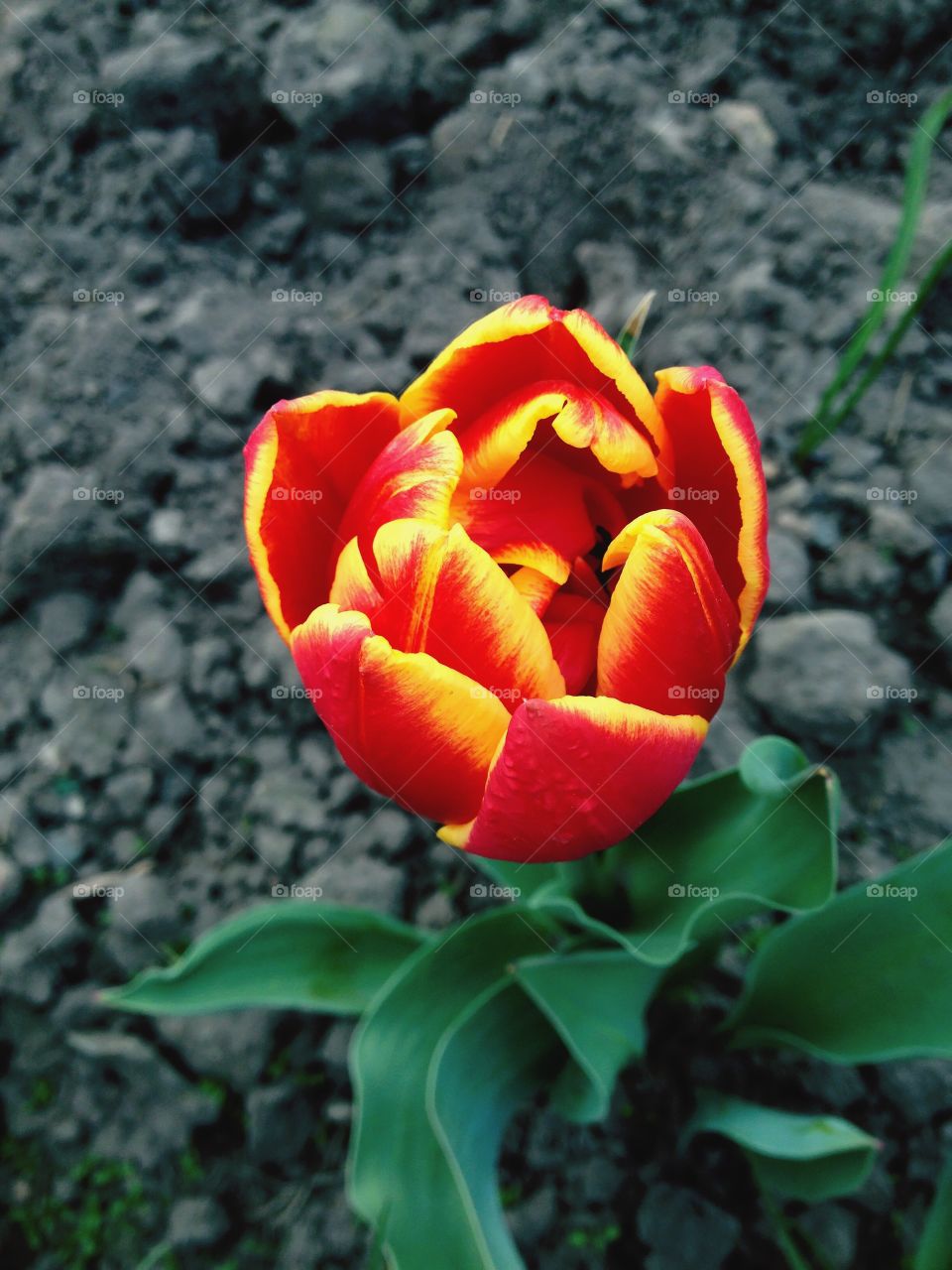 tulip spring flower