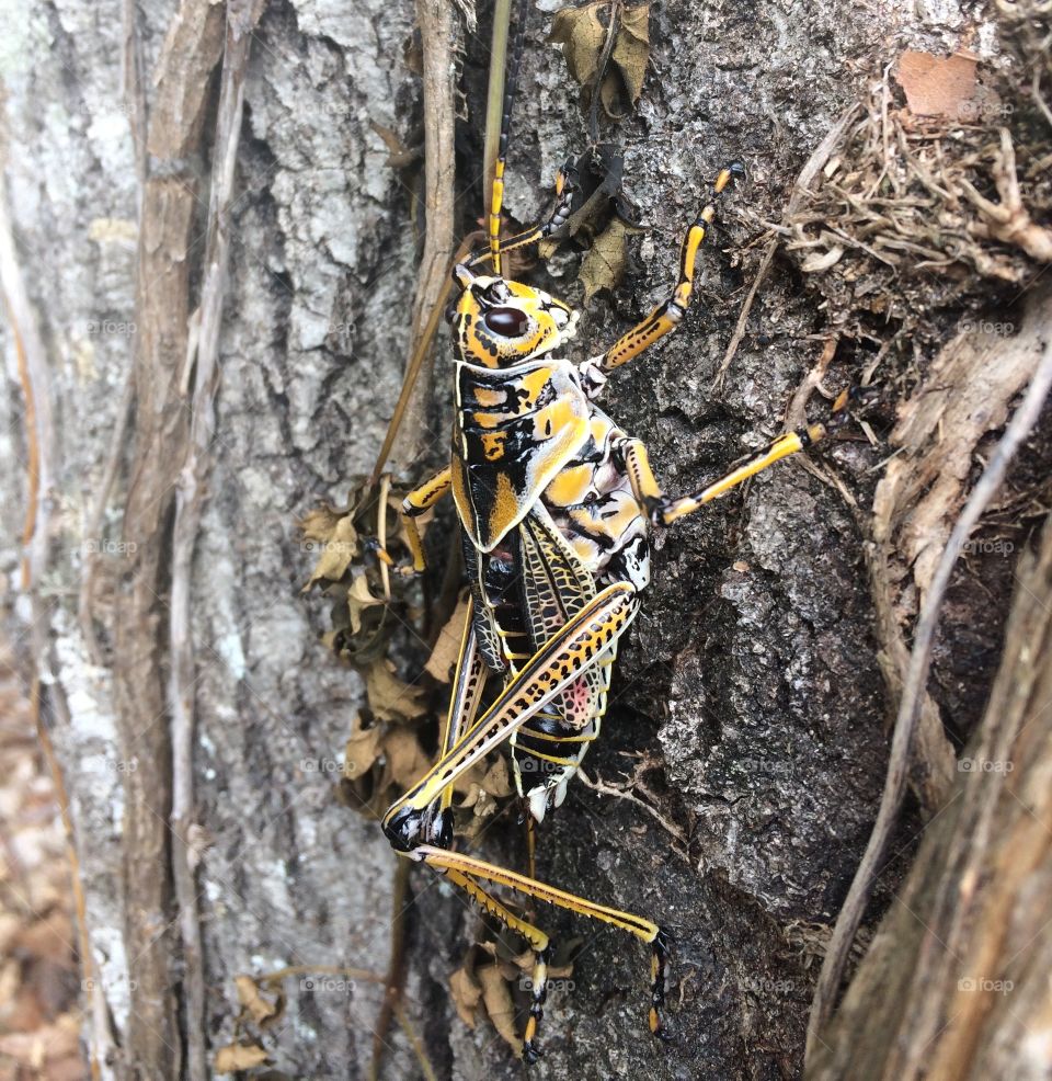 Three inch long, black and yellow grasshopper!