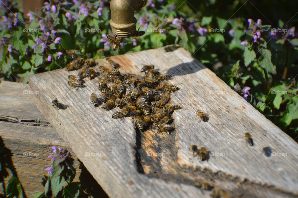 Пчëлы
Bees