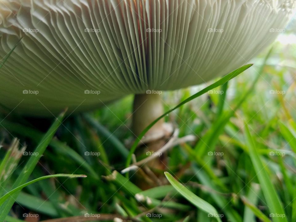 a new mushroom.  there will be a series of shots over time to capture aging