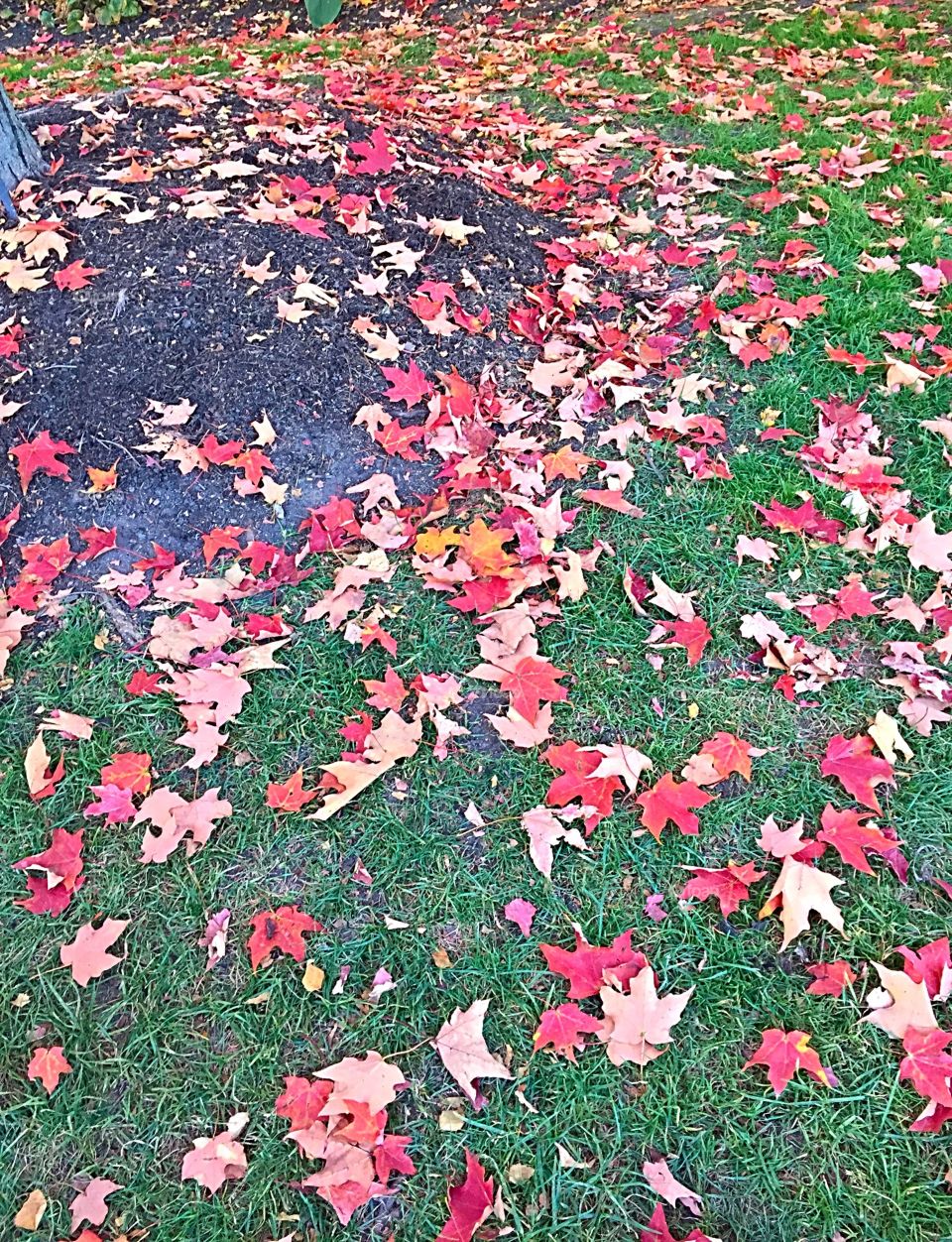 Carpet of leaves 