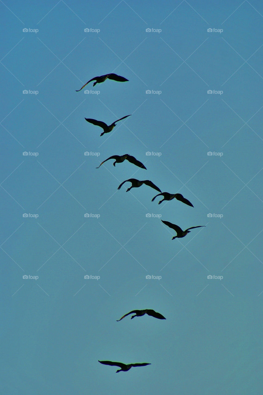 flock migrating migrate travel by somebeach