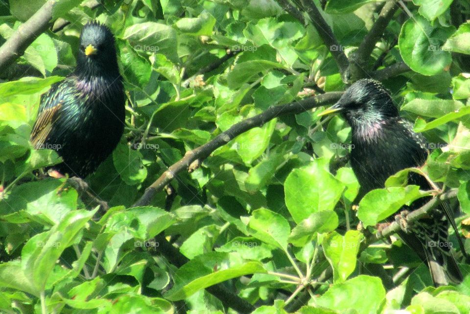 Starlings in a apple tree