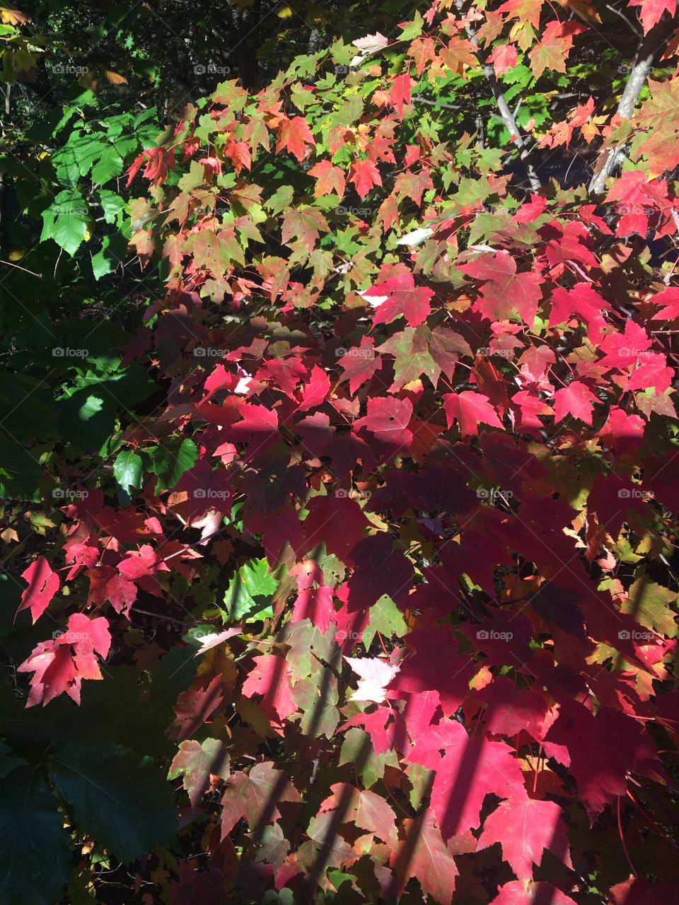 Fall Foliage of Tennessee