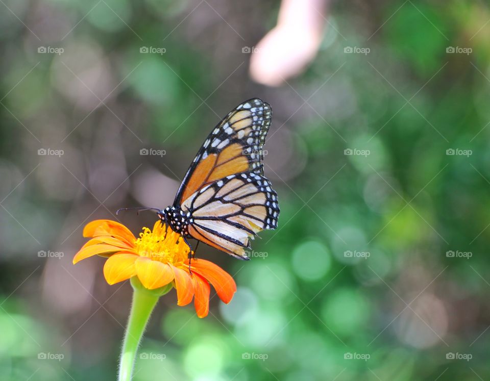 Monarch butterfly on flower