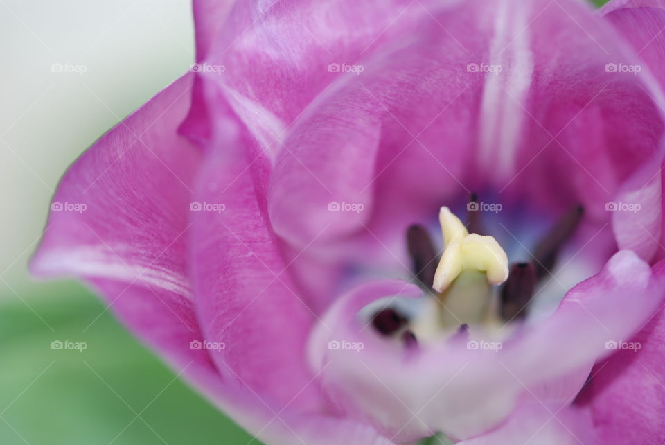 Close-up tulip