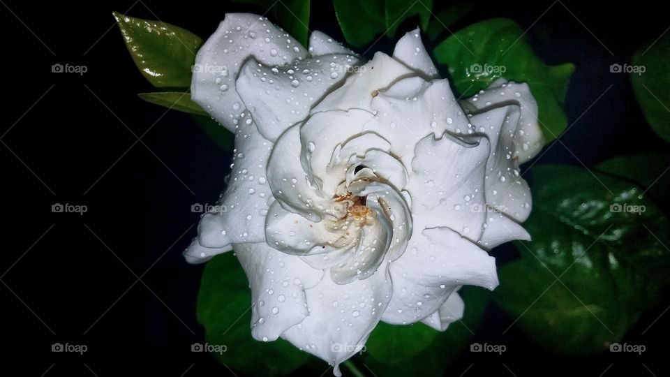 Gardenia flower