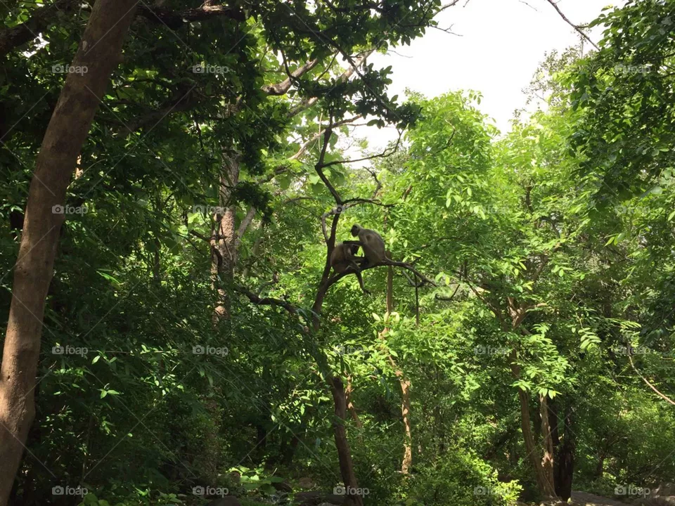 forest life