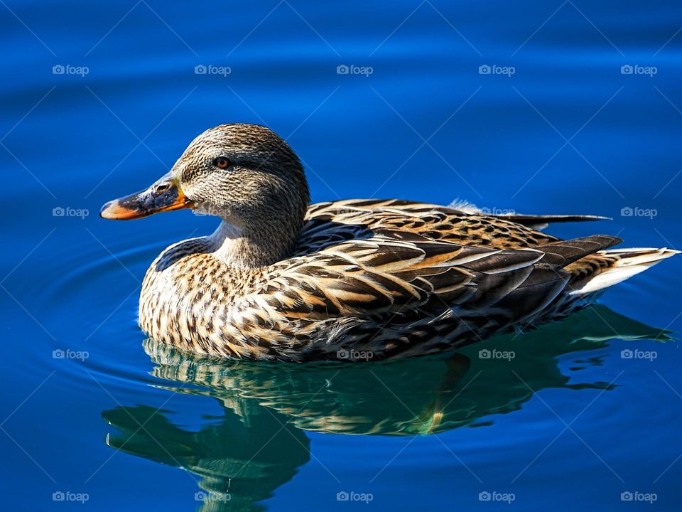 A brown duck floats easily on a city pond on a beautiful day