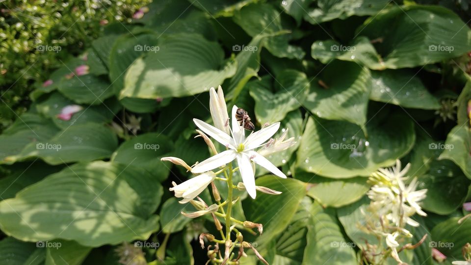 A bee eating the nectar of a flower