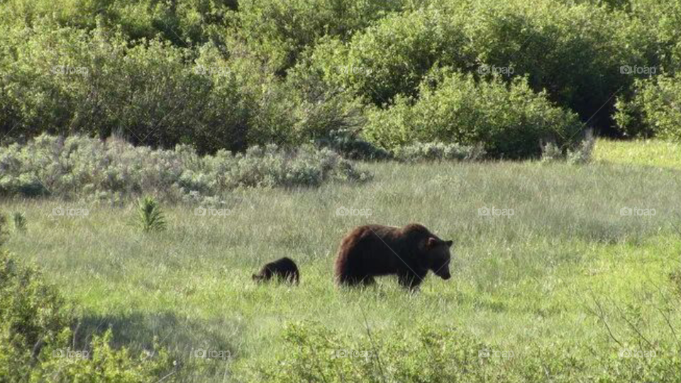 bear &cub 2