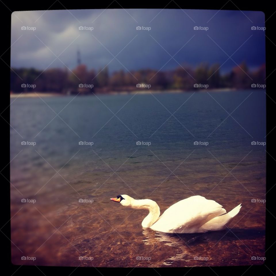 swan lake