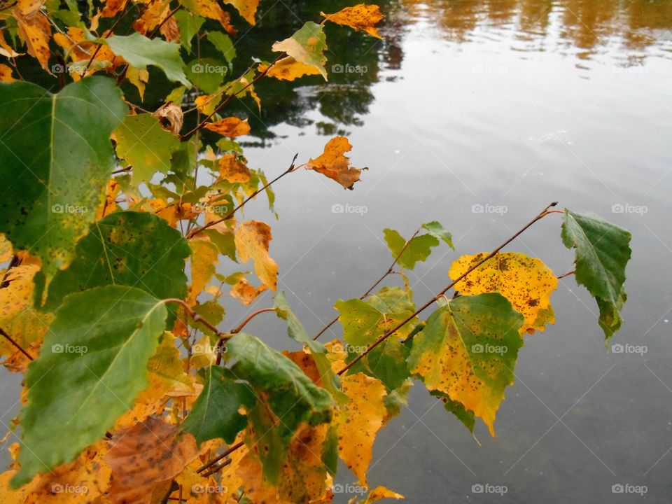 autumn leaves and lake