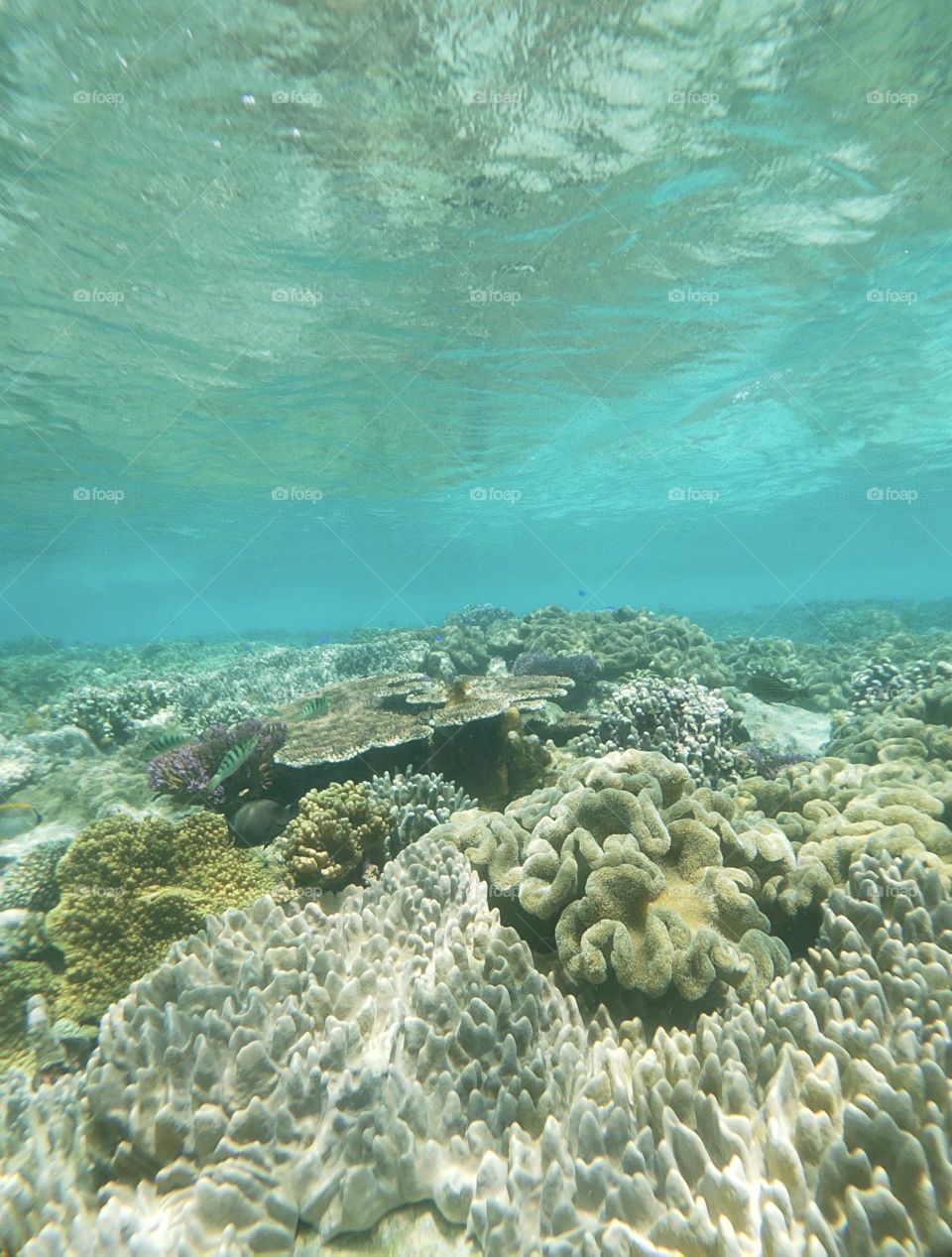 Coral Reef, Raja Ampat