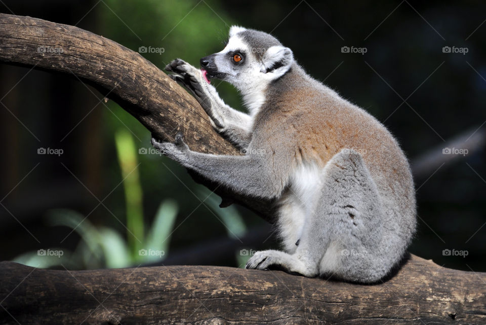 lemur