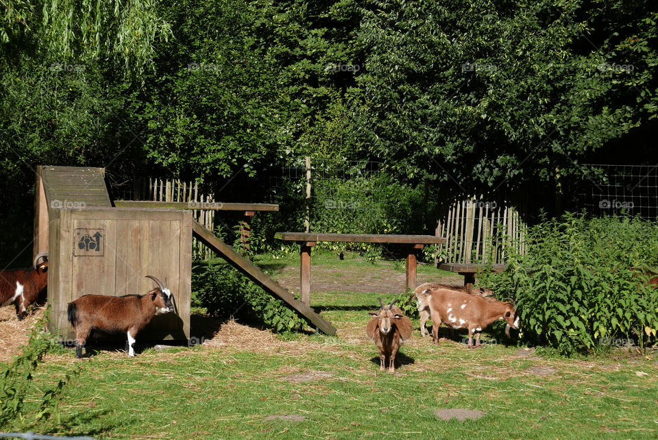 Goats in a park in Antwerp, Belgium.