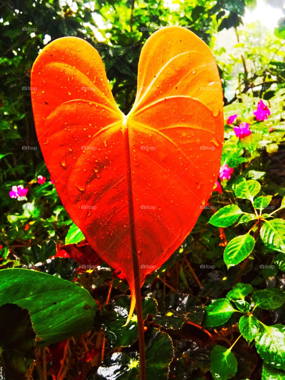 leaf in love