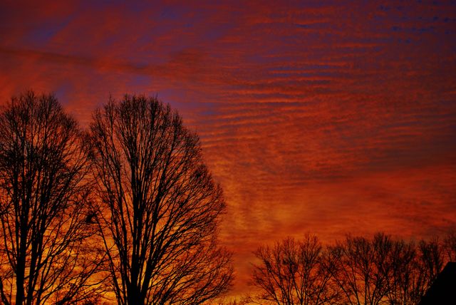 Silhouette of trees in dramatic sky
