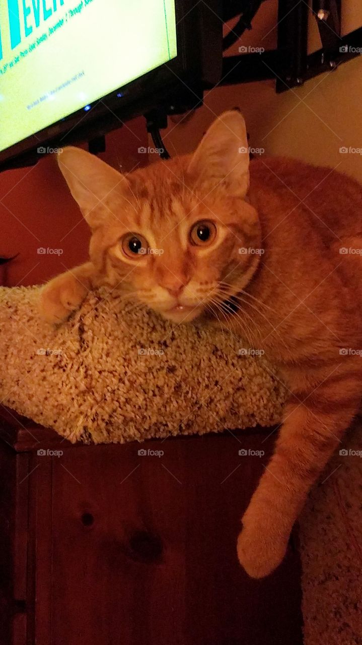 Mischievous Mr Maximus