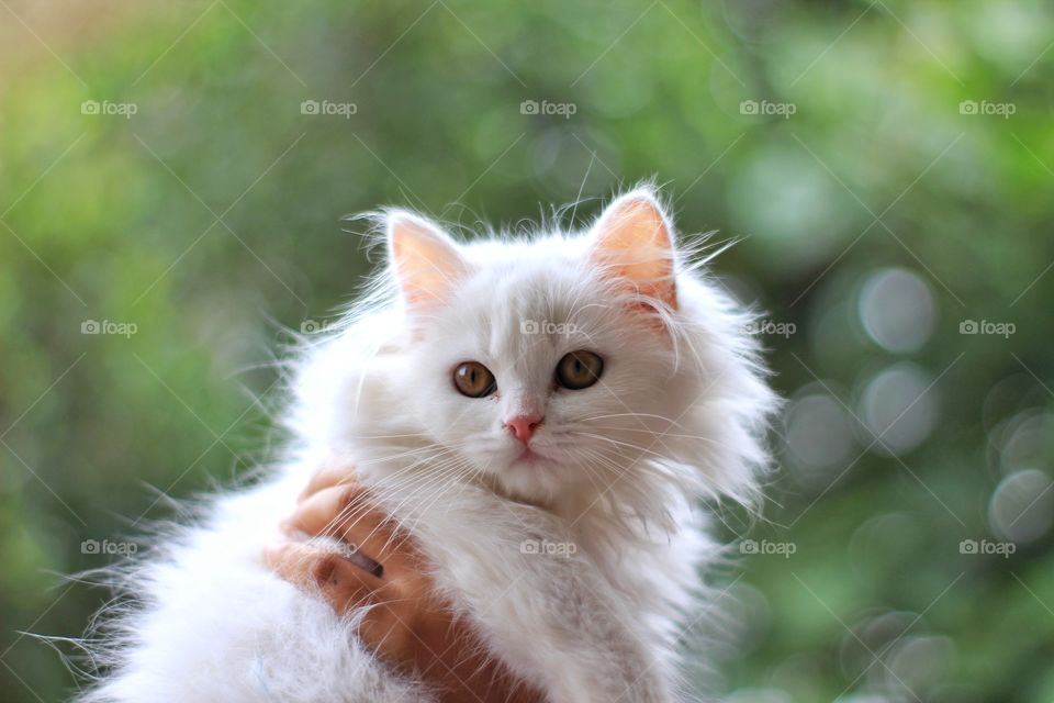 Persian maine coon with Bokeh background 🐈
