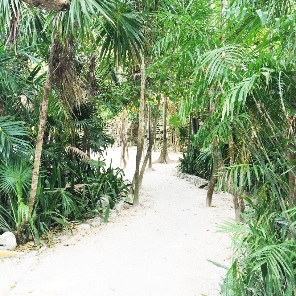 Walking through the jungle to get to the Mayan ruins