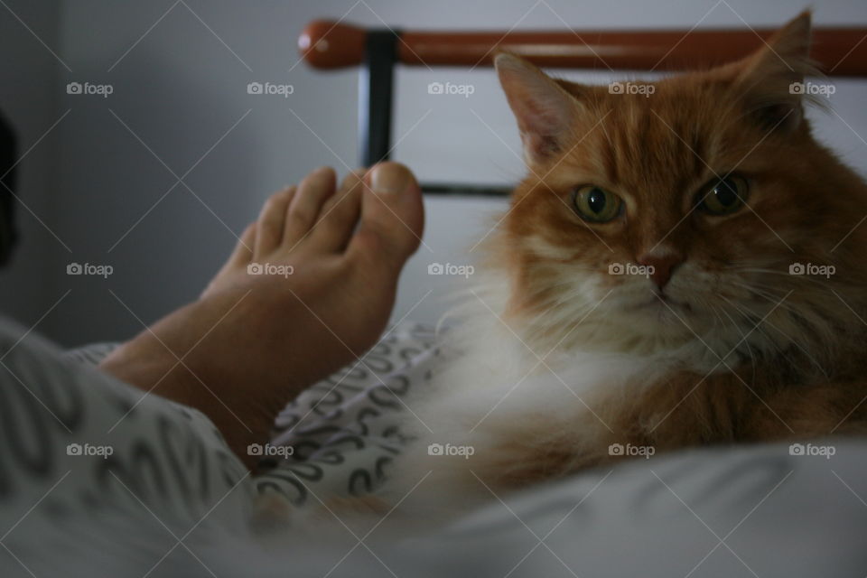 On the bed whit my cat