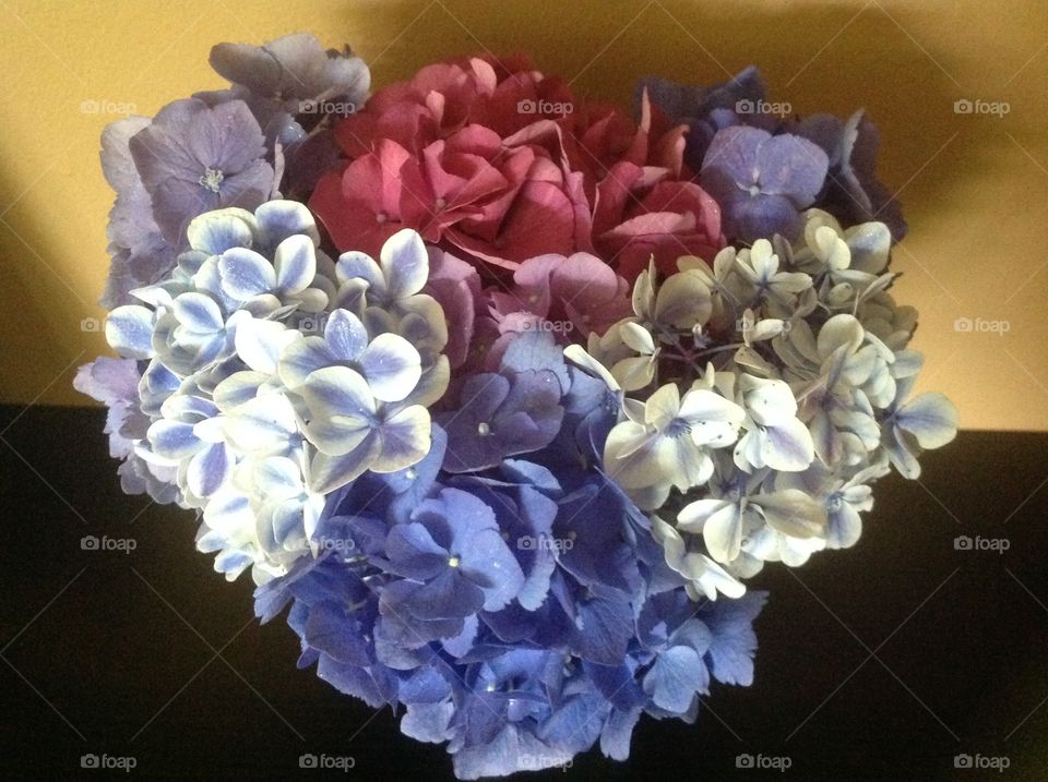 My beautiful hydrangeas from my garden. 